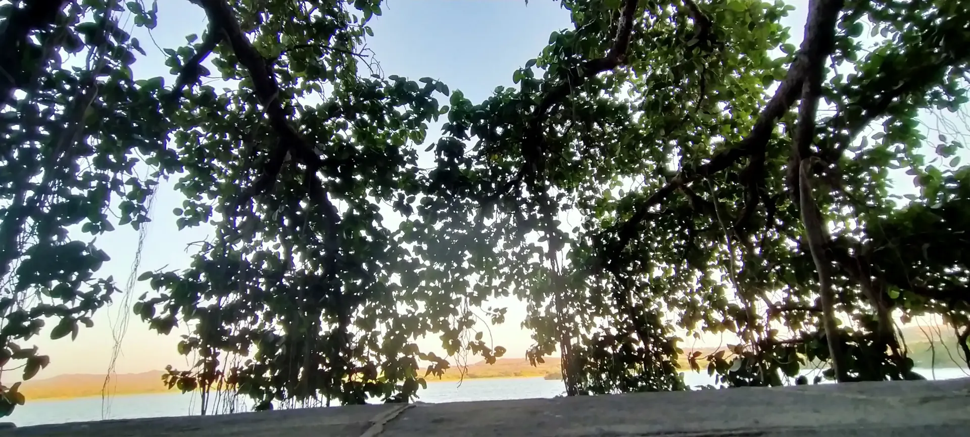 Dense forest canopy of Chadva Rakhal