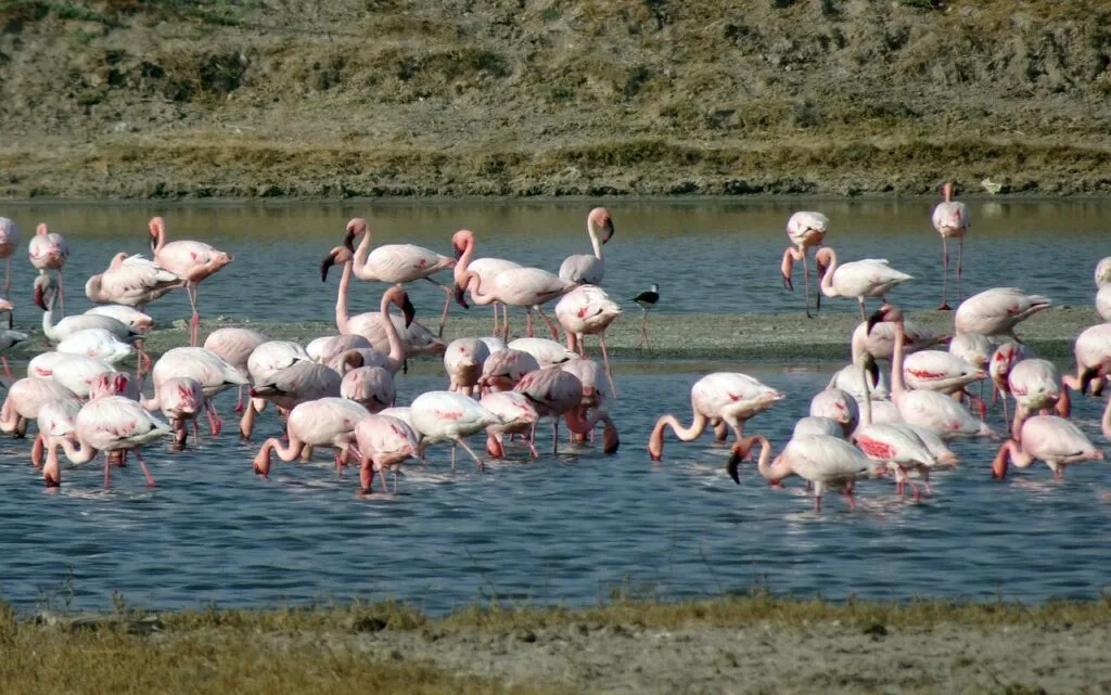 Flamingos at Chhari Dhand wetland