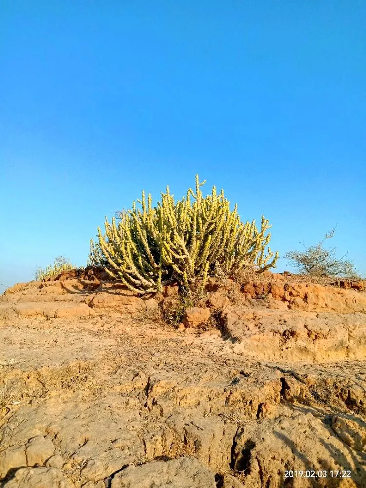 IMG 20190203 194640 in Kutch
