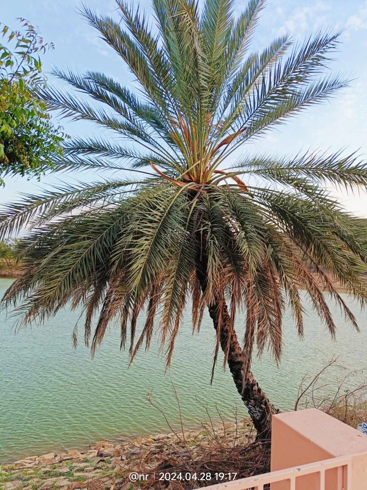 IMG 20240624 185435 in Kutch