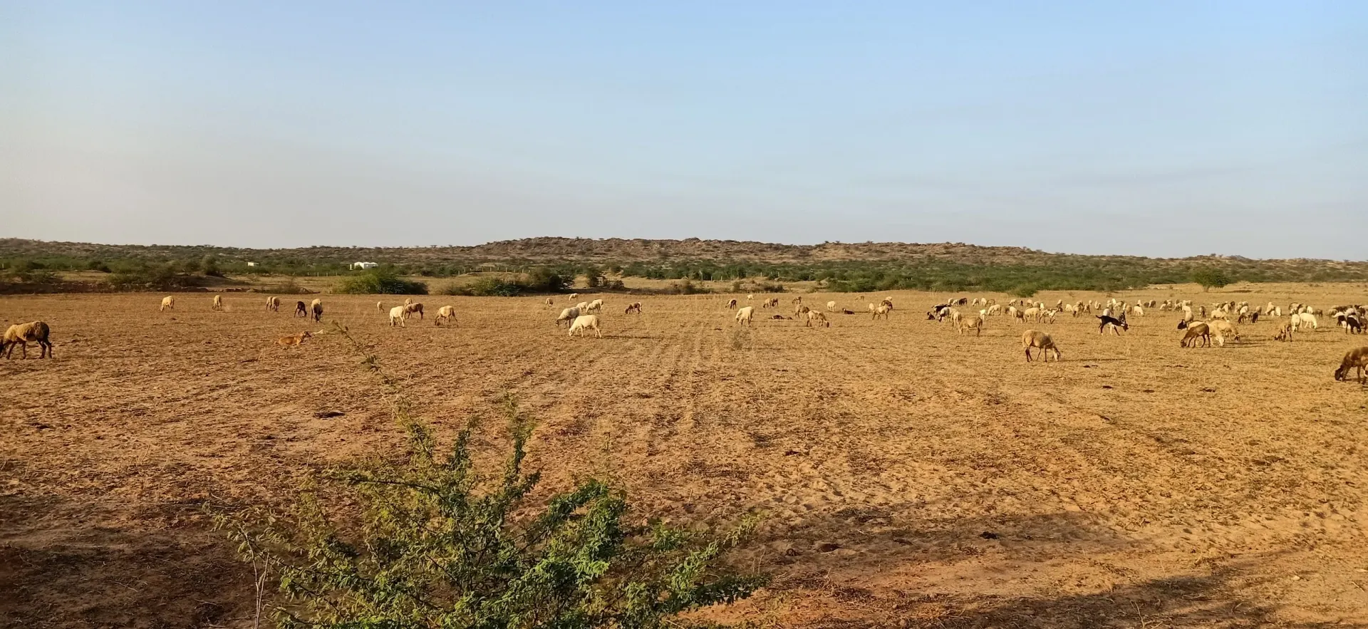 Cattle herds of the Banni grasslands