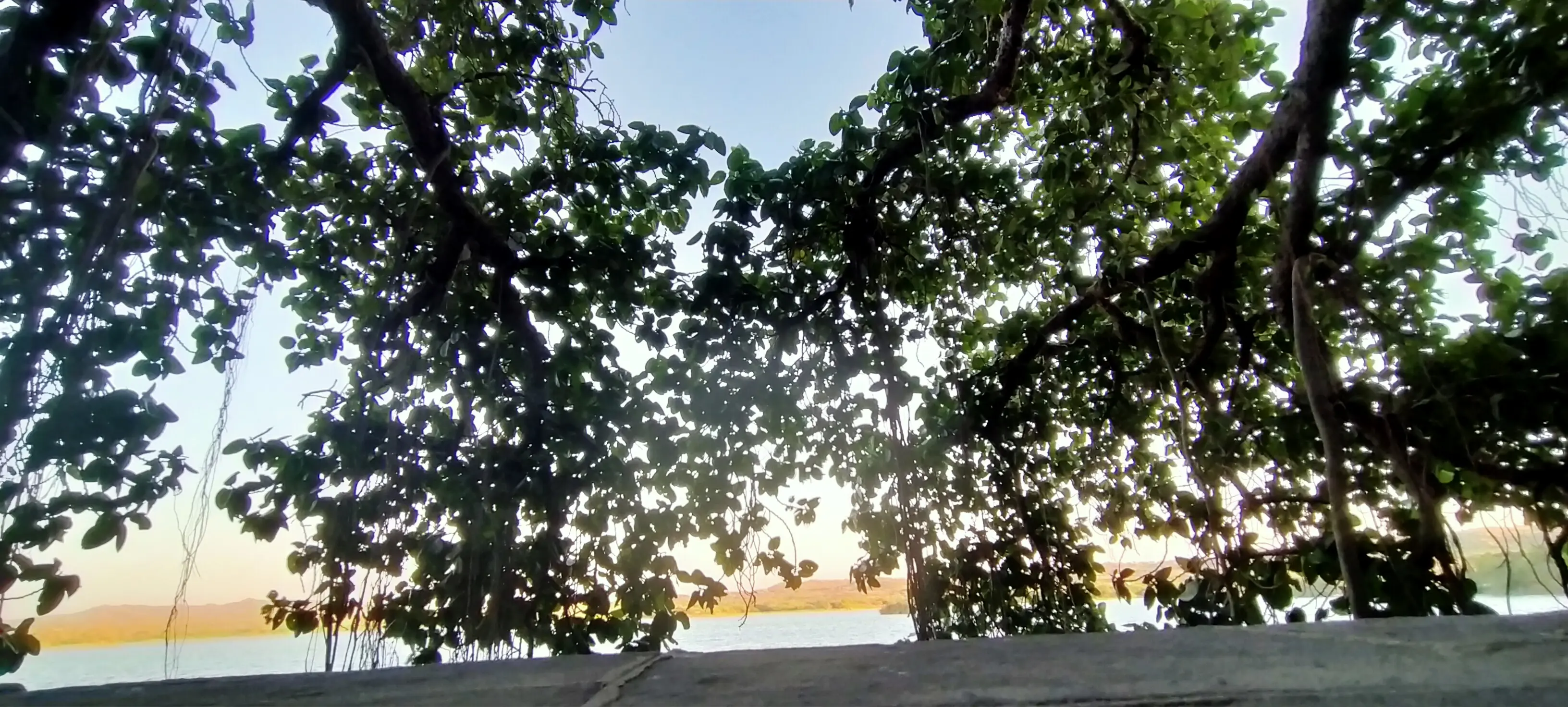 Dense forest canopy of the Rakhal