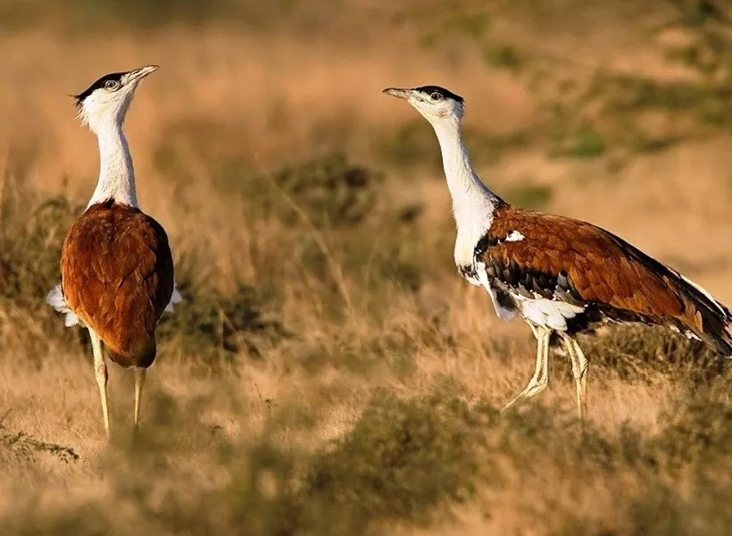 Great Indian Bustard in natural habitat