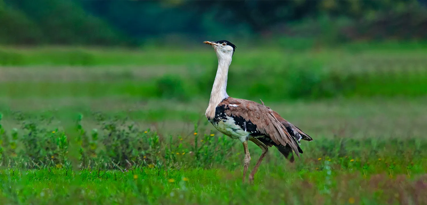 Kutch Bustard Watching Site