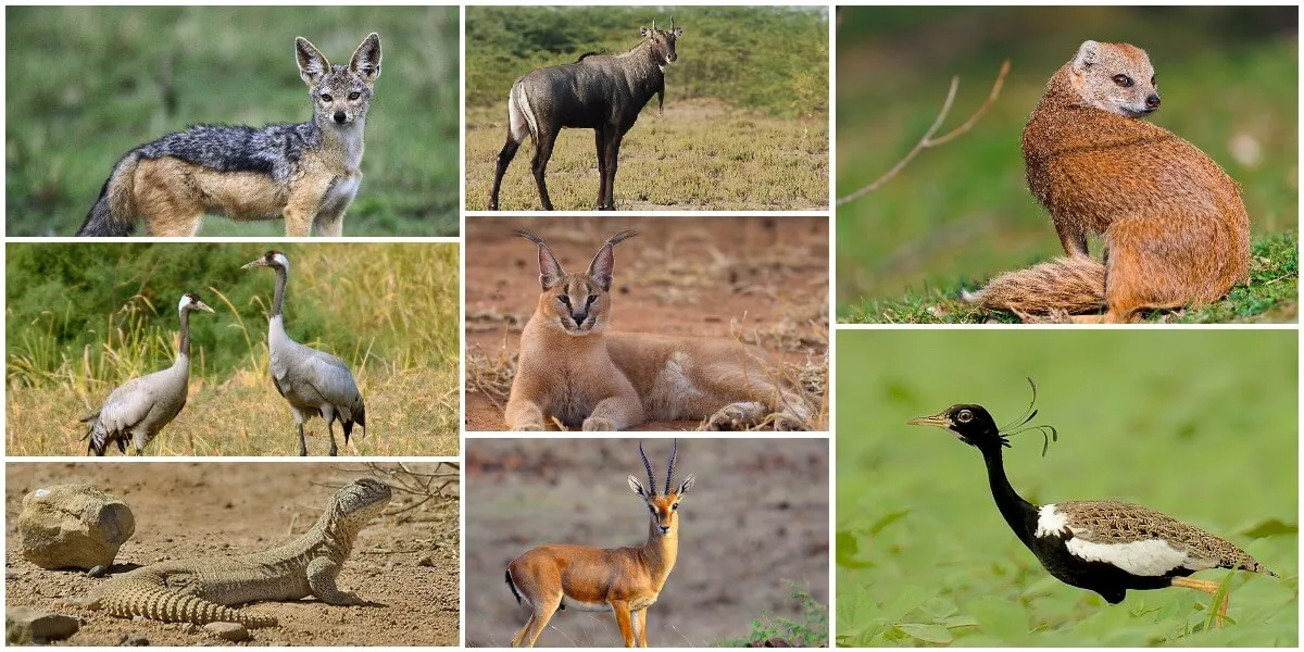 Wildlife at Kutch Bustard Sanctuary