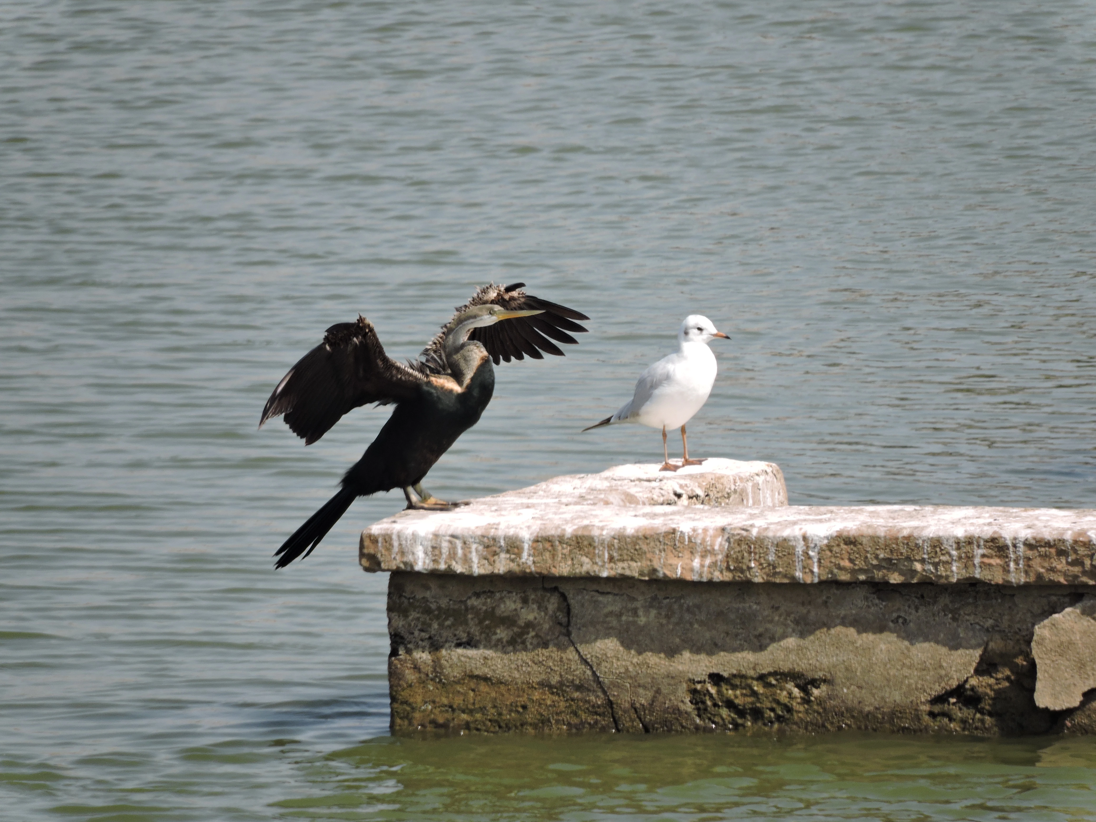Mandvi lake birds